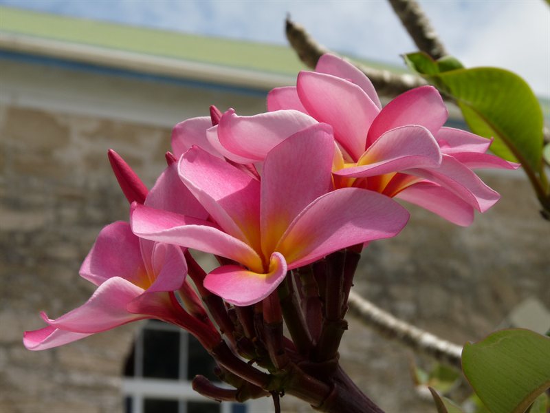 Frangipani outside the church
