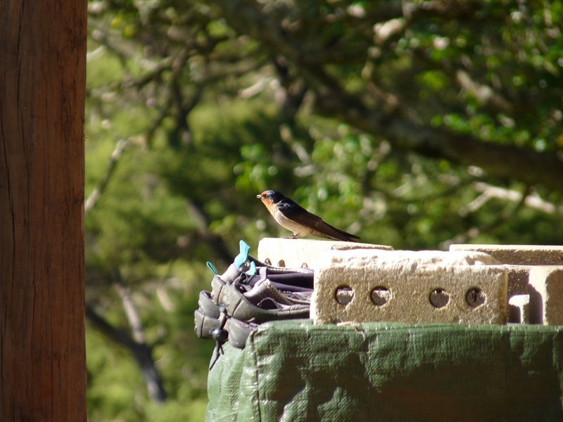 Bird at Little Earth Lodge