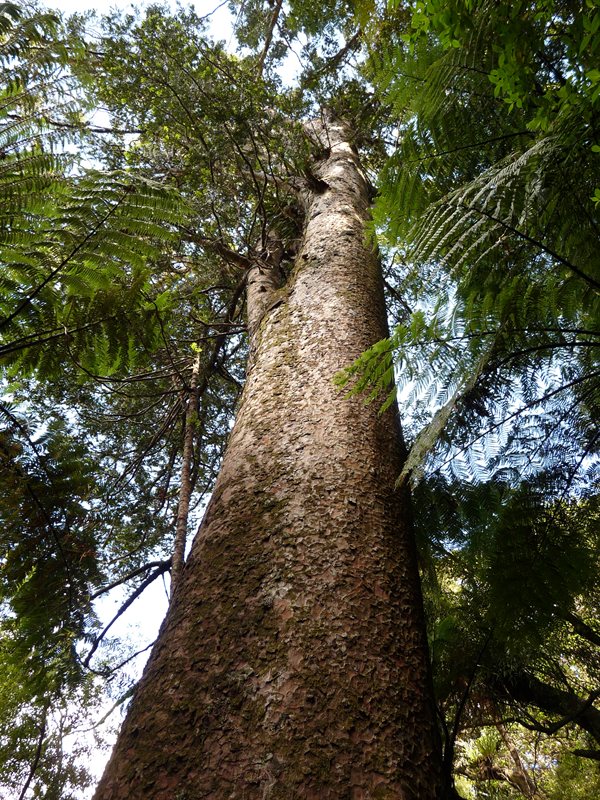A kauri tree