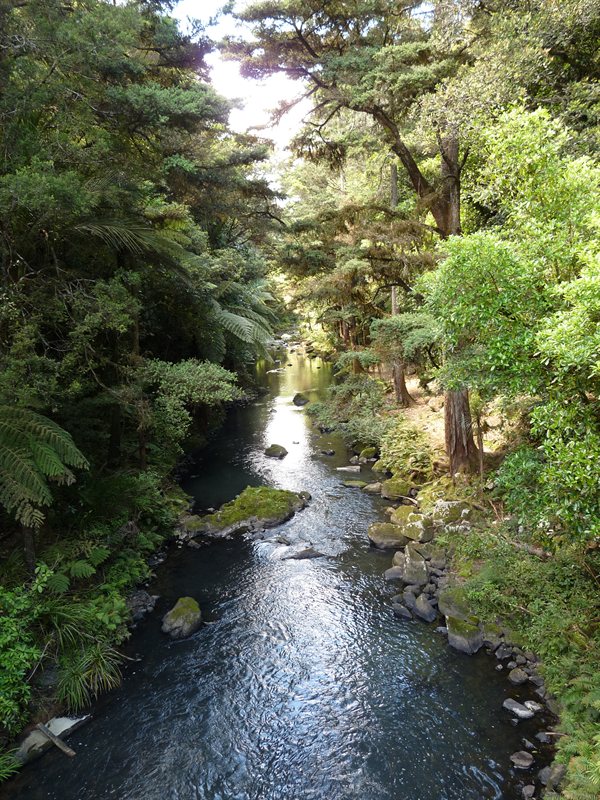 The river away from Whangarei Falls