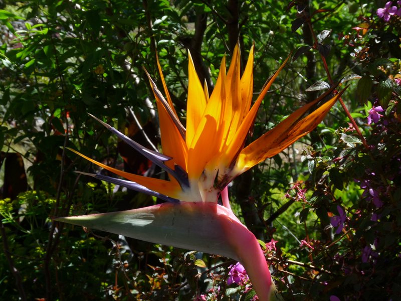 Whangarei Quarry Gardens