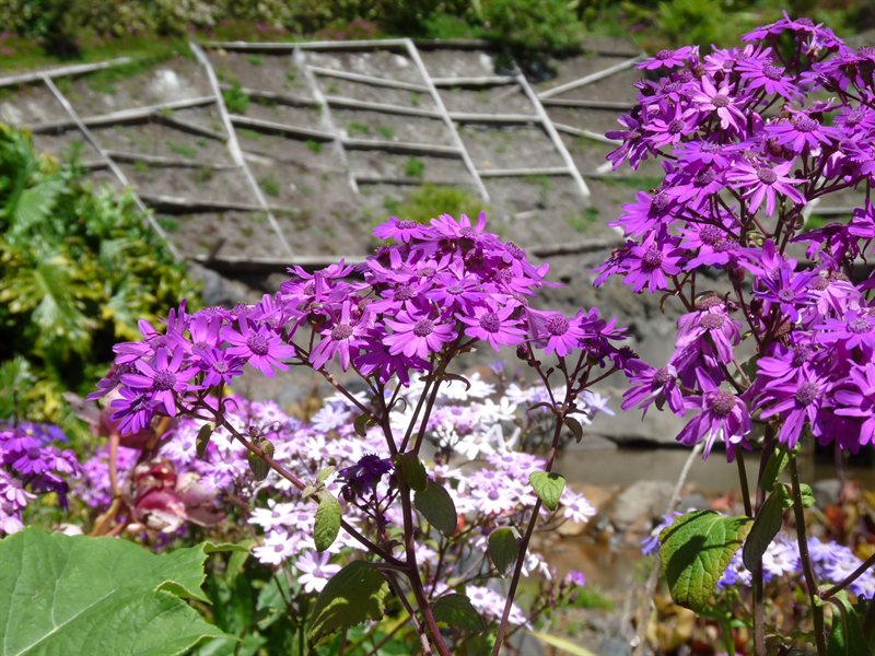 Whangarei Quarry Gardens