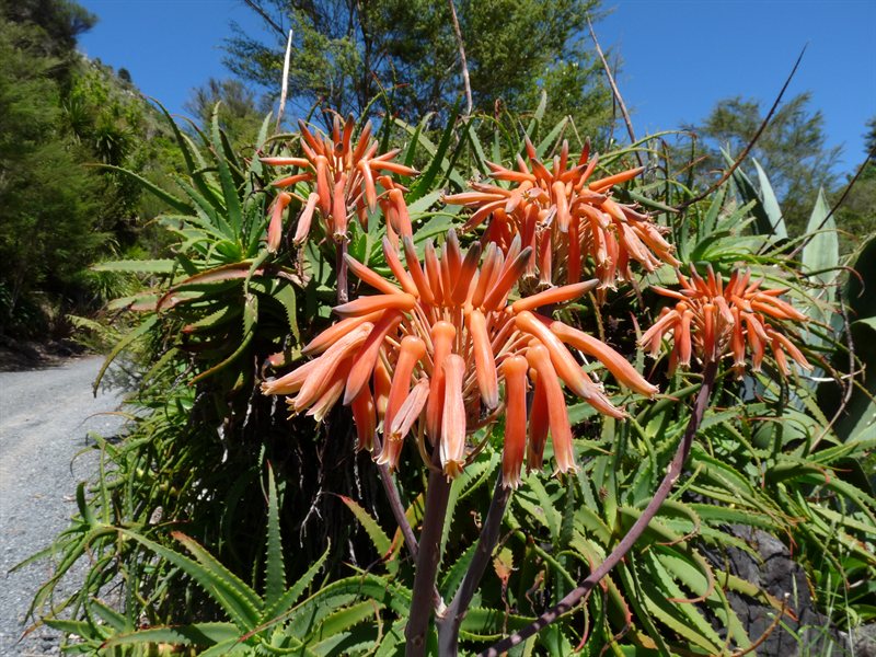 Whangarei Quarry Gardens