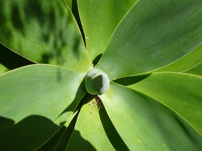 Whangarei Quarry Gardens