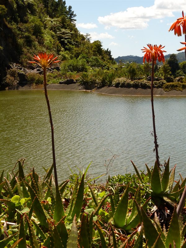 Whangarei Quarry Gardens