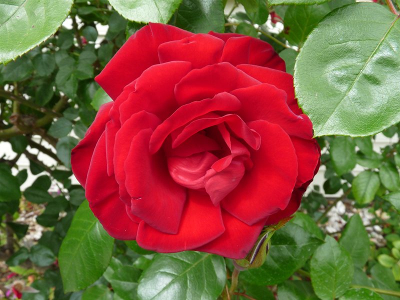 Treaty House gardens, Waitangi