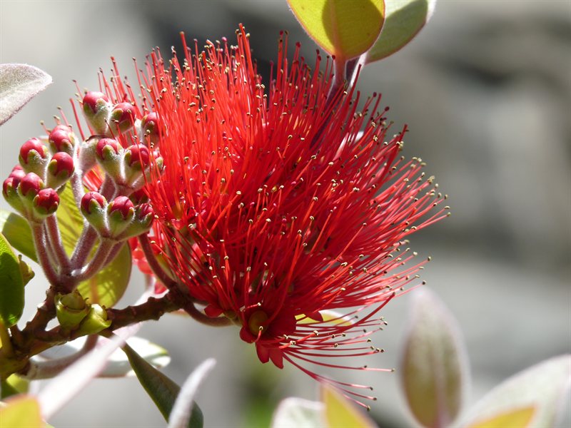 Whangarei Quarry Gardens