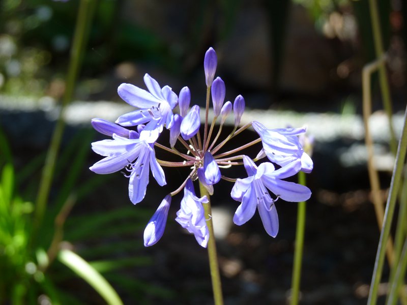 Whangarei Quarry Gardens