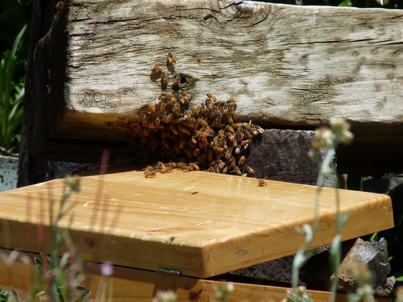 Escaped bees at Whangarei Quarry Gardens