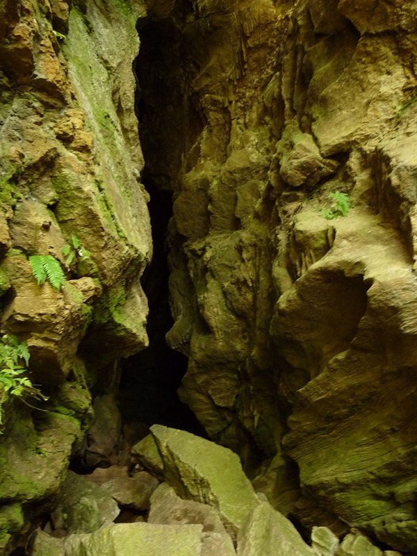 Ivy Cave