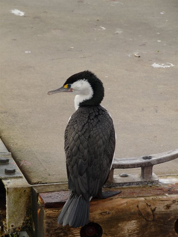 Cormorant
