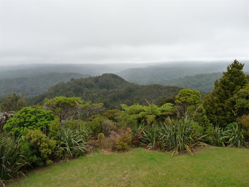 View over Waipoua Forest