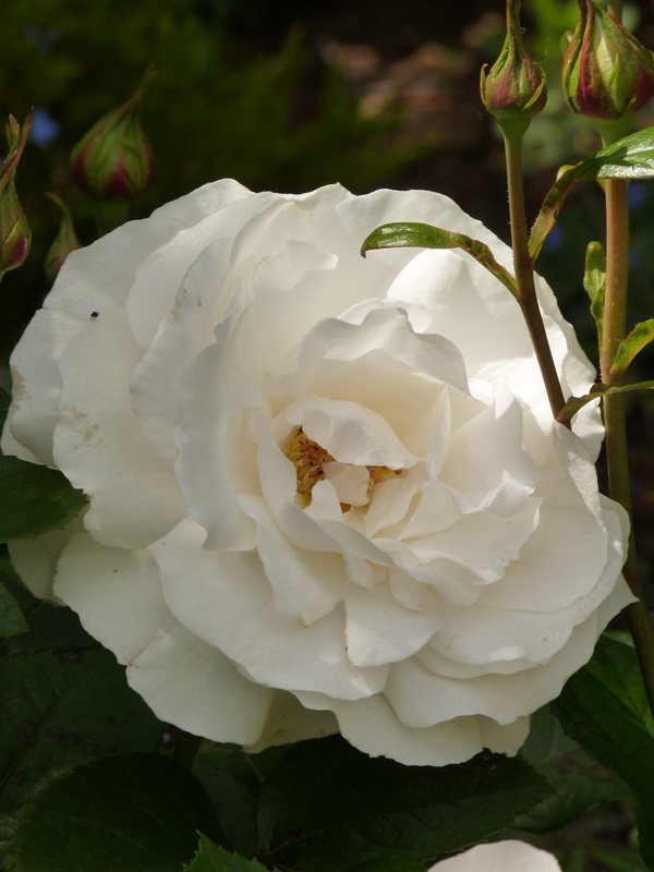 Rose in English Victorian Garden at Hamilton Gardens