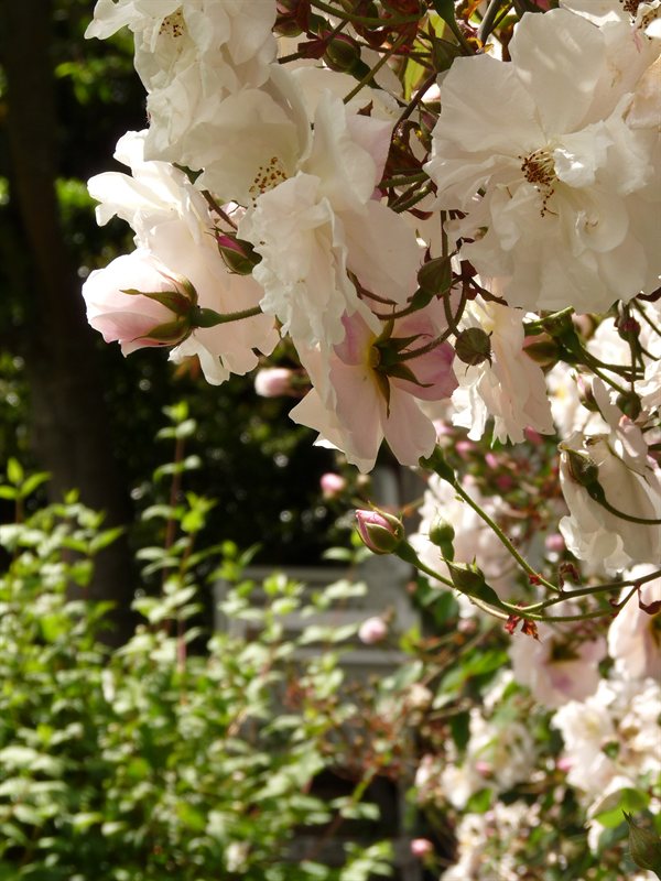 Roses in English Victorian Garden at Hamilton Gardens