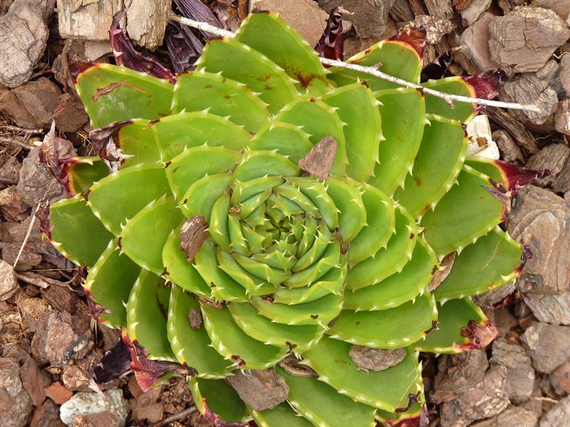 Succulent in American Garden at Hamilton Gardens