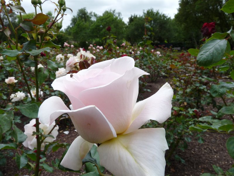 Roses at Hamilton Gardens