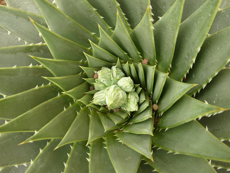 Cactus in Victorian Greenhouse in Hamilton Gardens