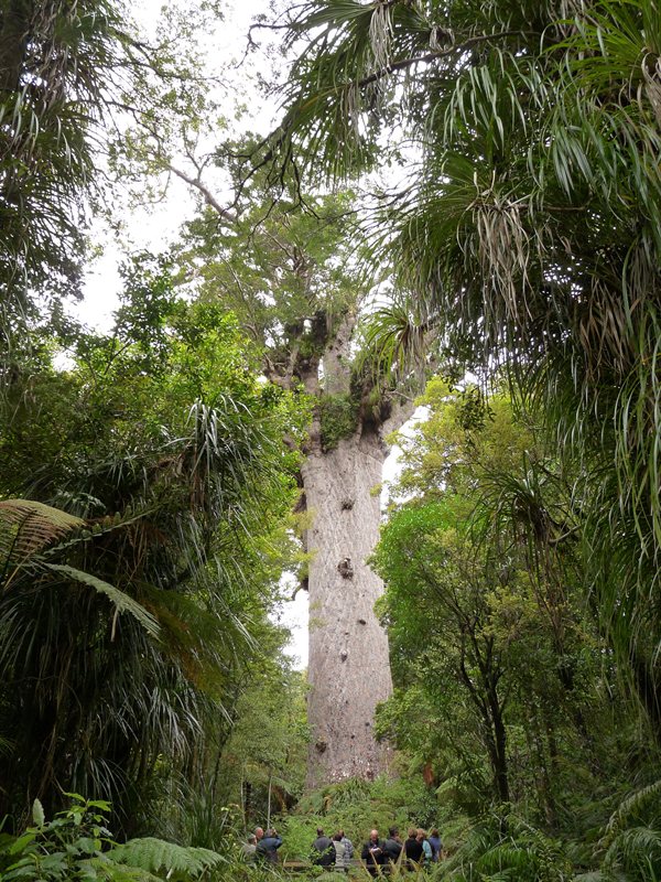 Te Kane - Giant Kauri tree