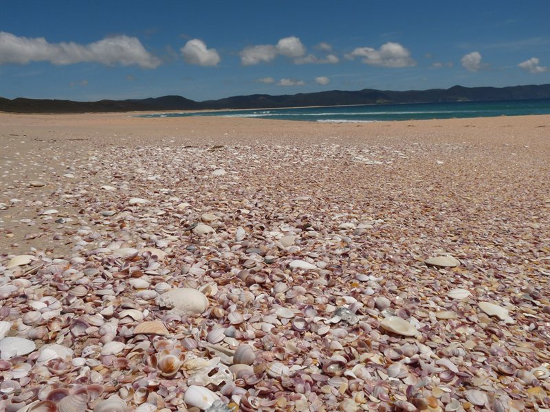 The pink "sand" at Spirits Bay