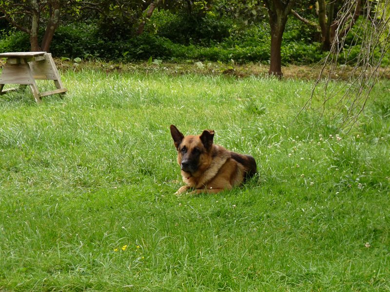 Rocky the dog at Kerikeri