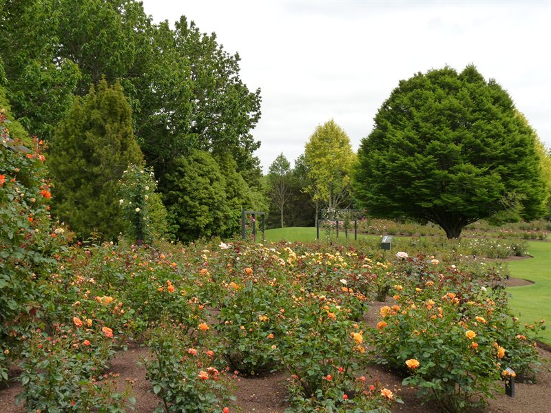 Rose Garden at Hamilton Gardens