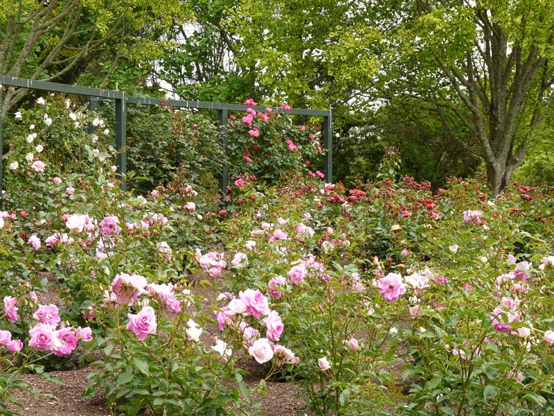Rose Garden at Hamilton Gardens