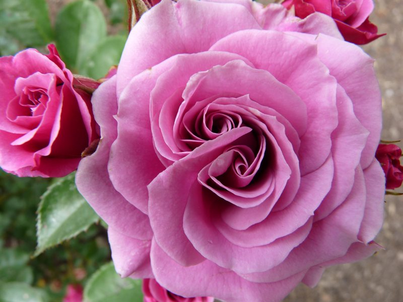 Roses at Hamilton Gardens