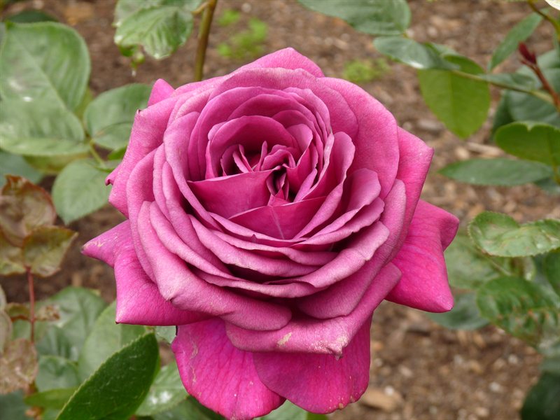 Rose at Hamilton Gardens