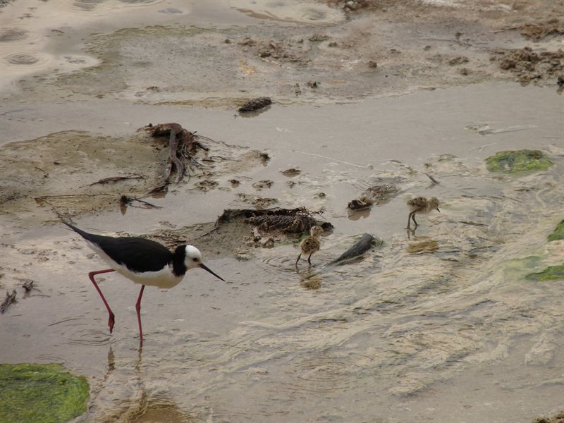 Pied Stilts and chicks at Frying Pan Flat