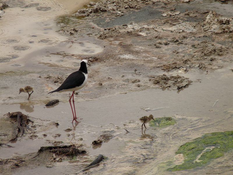 Pied Stilts and chicks at Frying Pan Flat