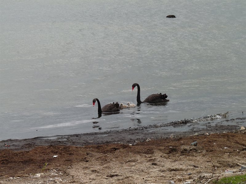 Black swans on Lake Rotorua