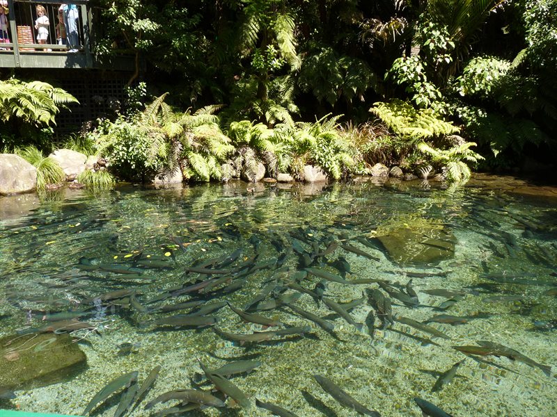 Trout in the pool at Rainbow Springs