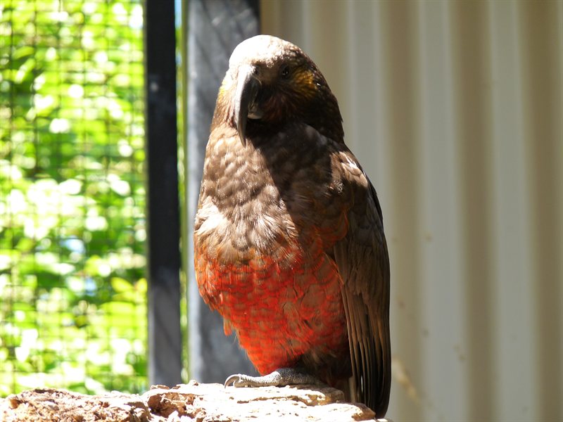 A kaka at Rainbow Springs