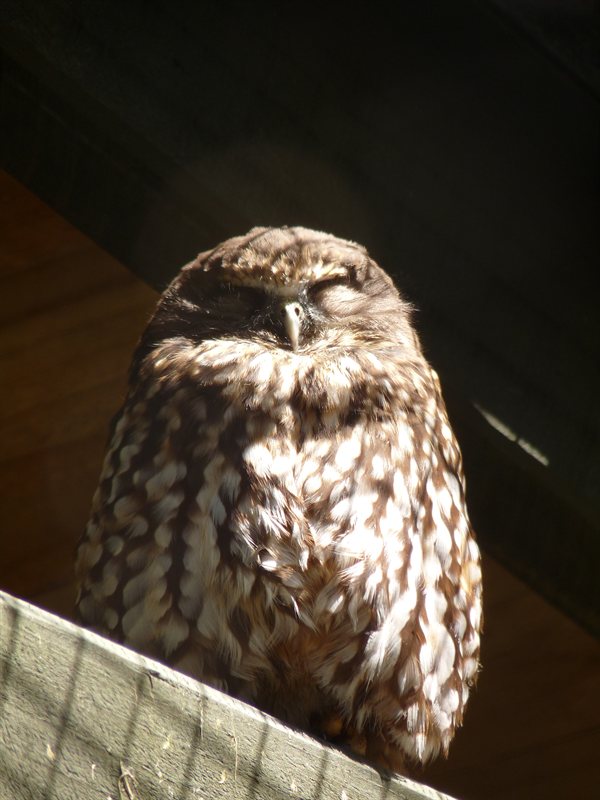 A morepork at Rainbow Springs