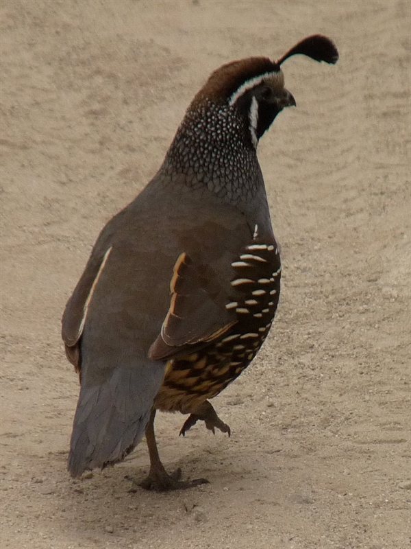 An American Grouse