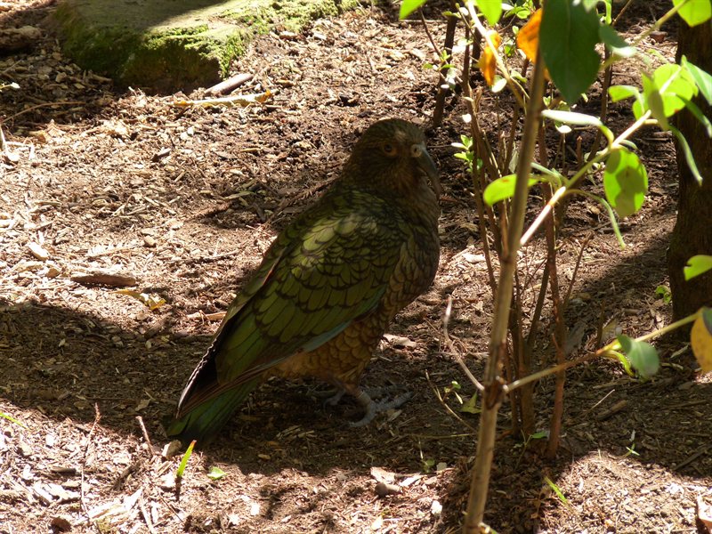 Another kea at Rainbow Springs