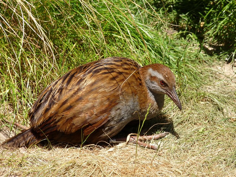 A New Zealand bush hen at Rainbow Springs