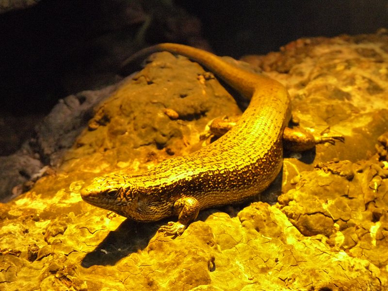A skink at Rainbow Springs