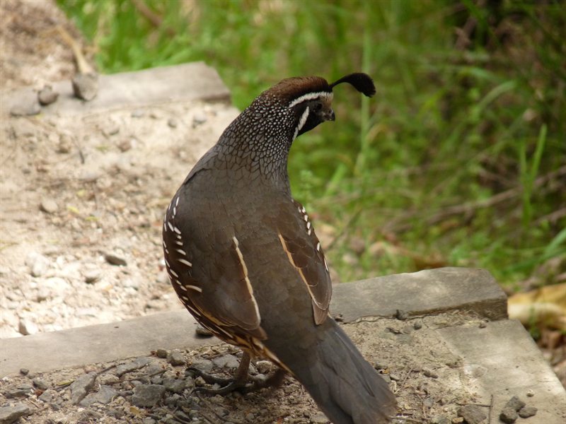 An American Grouse