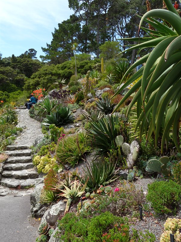 The succulents garden at Wellington Botanic Garden