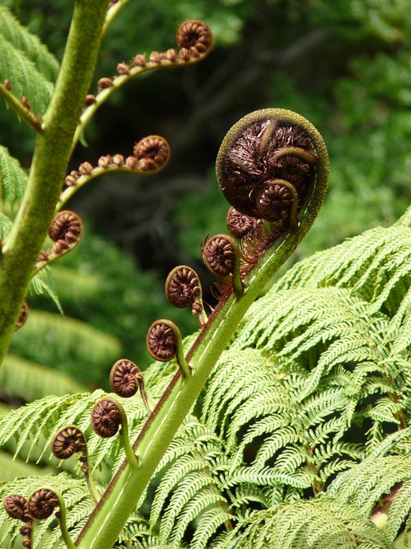 New Zealand Tree Fern
