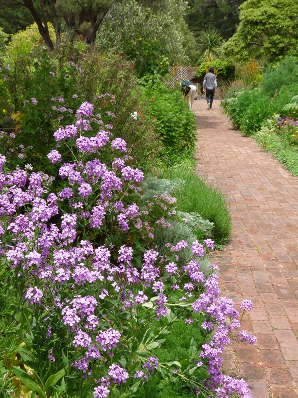 The herb garden at the Wellington Botanic Garden