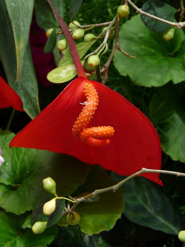 Exotic flower in the Begonia House