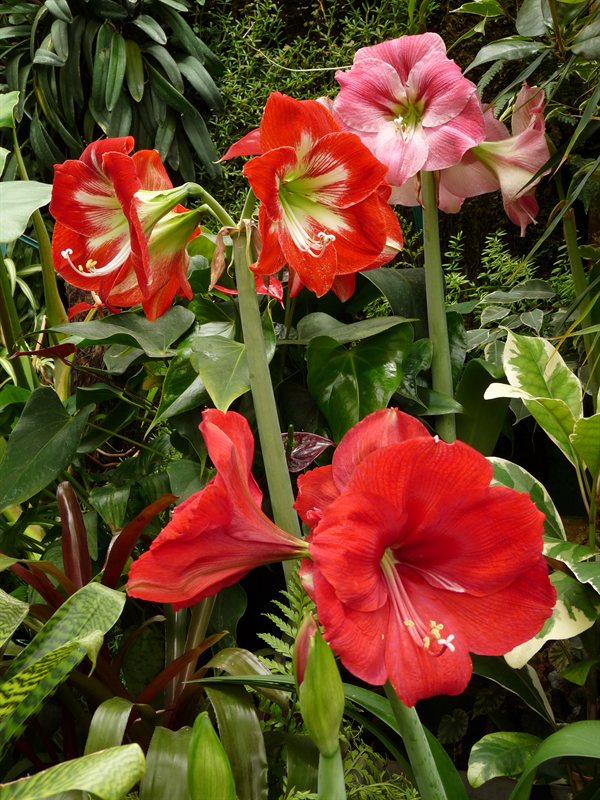 Amarylis in the Begonia House