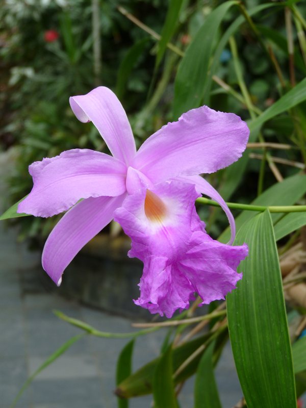 Orchid in the Begonia House