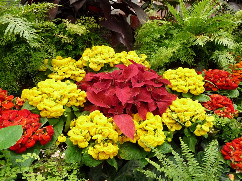 Flower display in the Begonia House