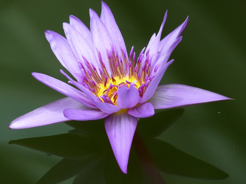Waterlily