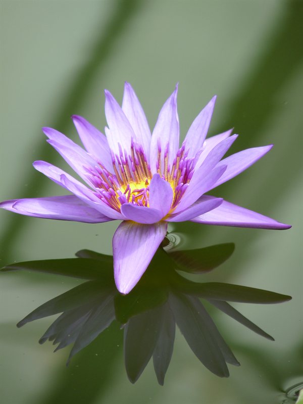 Waterlily