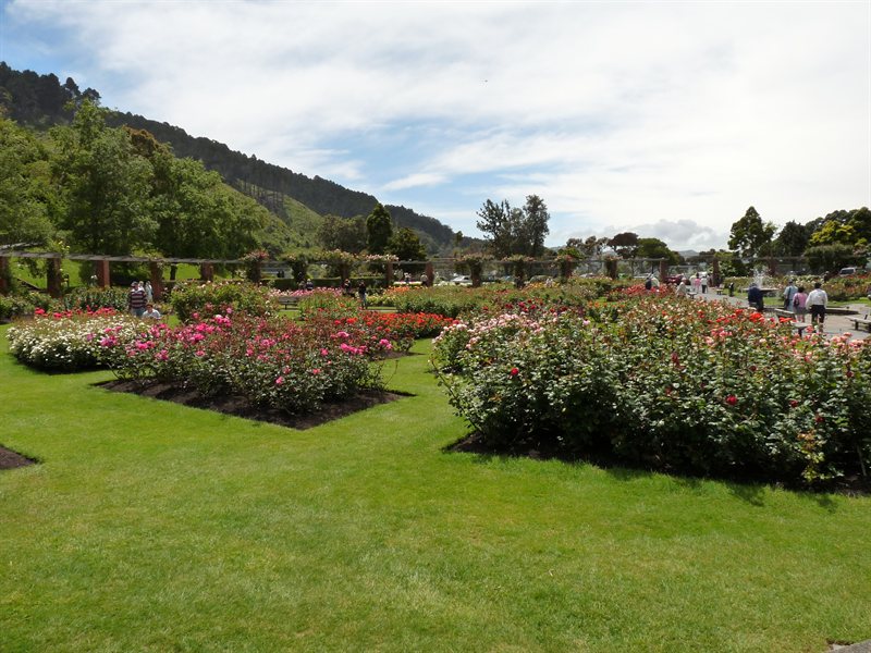 Lady Norwood Rose Garden