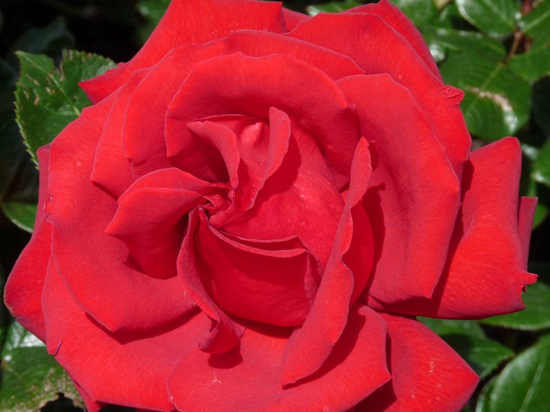 Lady Norwood Rose Garden